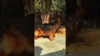 German shepherd lovers 🐶#gsds #germanshepherd
