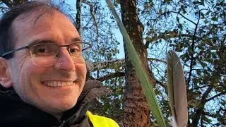 K&ouml;lsche Sittiche 🦜 am Rheinufer gehen Schlafen 🛌