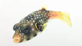 How to Draw REALISTIC Fish Scales with Colored Pencils Step by Step