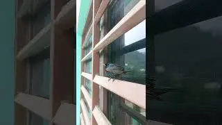 The morning guest. What kind of bird is this? #india #rishikesh #mountains #birds #guest #morning