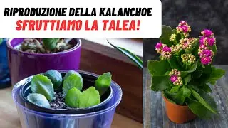 KALANCHOE INFINITE con questo SEMPLICE TRUCCO! - W&A Gardens: giardinaggio ed orticoltura