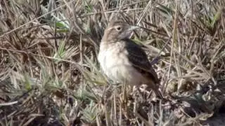 Andarilho (Geositta poeciloptera)