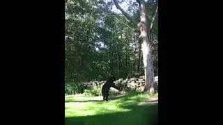 Halcott bear