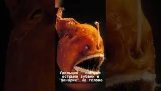 ТОП 7 необычных морских тварей. #тренд #топ