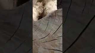 Wood Stump Table with Resin