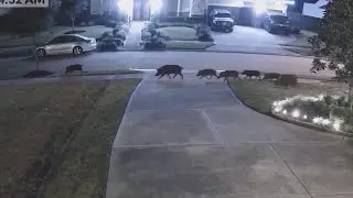 Texas has the worst feral hog problem in the country, researchers say