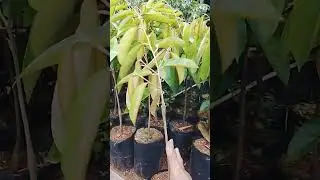 Bahan dasar bonsai durian...utk pemesanan bibit siap tanam..wa..085294299334