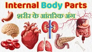 &ldquo;Internal Body Parts for Kids | Esophagus, Arteries,Digestive System | Hindi-English Learning&rdquo;