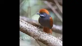 O CANTO DO P&Aacute;SSARO TATAC (Synallaxis infuscata) #jtriunfal   Spinetail de Pinto