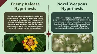 Invasion Biology Explained | Enemy Release Hypothesis & Novel Weapons Hypothesis