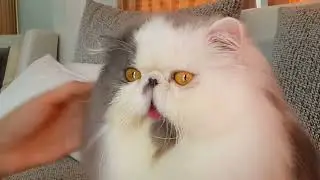 Persian cat face grooming for show