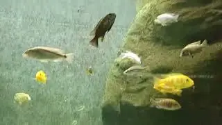 Aquarium