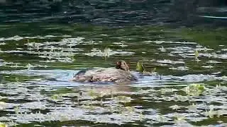 Little Grebe looking for food