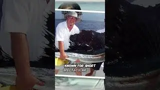 WORLD RECORD SAILFISH Fishing! 142-Pound WORLD RECORD (IGFA Certified Catches) #fishing