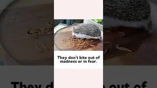 Why Hedgehogs Make Great Pets 🦔