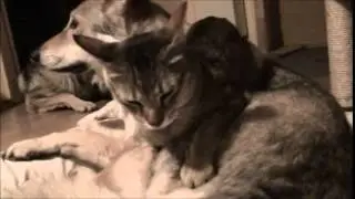 Chausie & Wolfdog