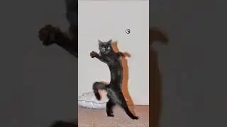 which one?  - - - - credit: ethanshort9 [tiktok] (dm for credit/removal) tags: #cursedcats #cur