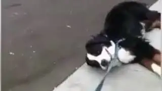 FELIZ LUNES para todos! Que tengan una Semana muy Perra!!! 🤣 q