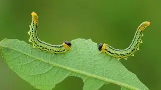 BSCI121 Visual Abstract 2 - Sawflies