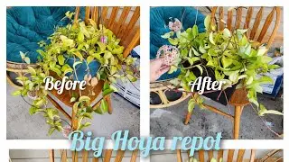 BIG PLANT REPOT: repotting a big rescue hoya + tips for pests DIY insecticidal soap