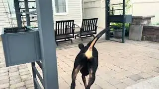 hypedog