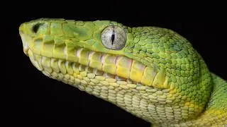 Herping Suriname 2025: Boas, Vipers, Rare Frogs, & More