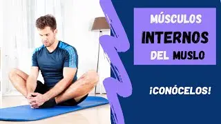 ADUCTORES, RECTO INTERNO… ✅Conoce los Músculos INTERNOS del Muslo