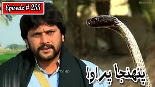 Pahinja Parawa Episode 255 Sindhi Drama | Sindhi Dramas 2022
