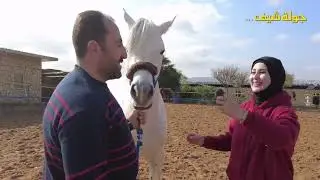 الخيل العربيه مع نواف الصمادي و عائشة ابوصقر   رؤية و تنفيذ المخرج جمعه الصمادي 