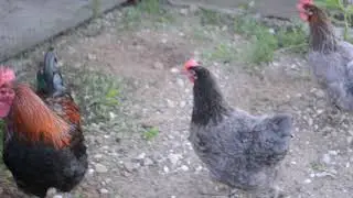 Marans , маран . 2019 .
