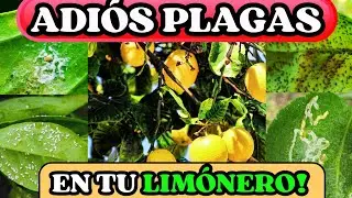 ⚠️3 PLAGAS que atacan tu Limonero [Elim&iacute;nalas F&aacute;cilmente]🦟🍋