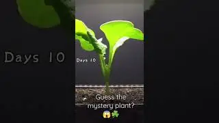 Time Lapse Plant Evolution: Watch These Fascinating Species Grow and Transform Before You☘️😱