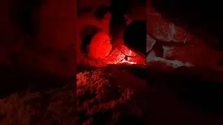 Green turtle nesting