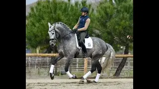 SULTAN DE SUSAETA- SPANISH STALLION - YEGUADA SUSAETA - MADRID