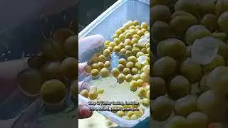 How to Cure Swim Bladder Disease on Goldfish with just 3 Steps!