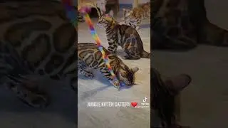 Happy Wednesday, Catlovers! 🐈❤ Jungle Kitten Cattery 🐾 #availablebengal  #catterybengal #cat #catKit