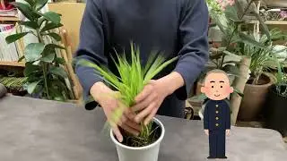 フウチソウ(風知草)の育て方と、冬越しのための刈り込み・剪定について