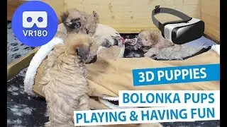 Meet the Animals: Bolonka Dog Puppies Playing | VR180 3D