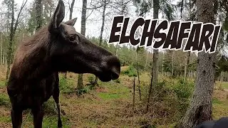 Elchsafari Smålandet
