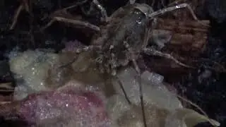 Feeding Odiellus spinosus