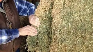 Alfalfa Hay for Horses Delivered