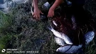 #fish #1million #agro #fishingvideo #faridpur #fishproject #fishinglife #villagelife