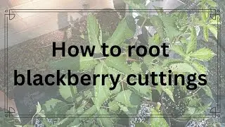 How to root blackberry cuttings; a must know!