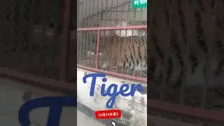 Tiger in Kanpur Zoo || Tiger🦁 #kanpurzootiger #zookanpur #tiger #short #shortfeed