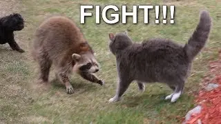 RACCOON vs DOGS vs CAT !!!