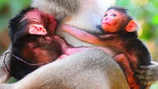 Very love tiny newborn baby monkey trying to hug mum drink milk | Adorable Wildlife Trips