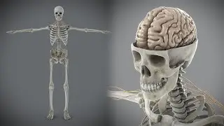 3D Human Male Skeletal and Nervous Anatomy