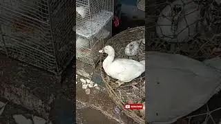 Cute White Duck 🦆🦆 #shorts #viral #trending