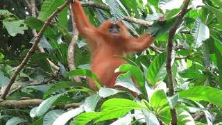 Red Leaf Monkey,  Borneo