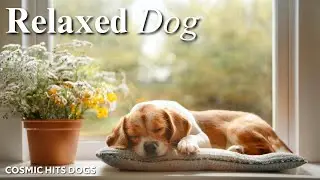 Puppy Love: Music for Bonding with Your Dog